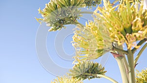 Yellow agave flower bloom, people walking by ocean beach, California coast USA.