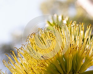 Yellow agave flower