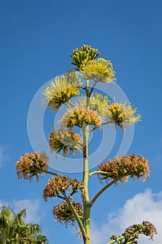 Yellow Agave Flower Dying Off with New Growth