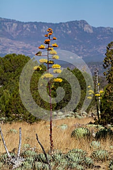 Yellow Agave flower plant in the garden