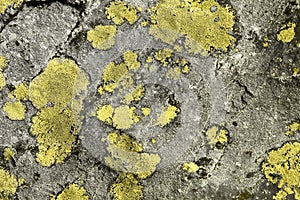 Yellow aged old moss on boulder texture - fantastic abstract photo background