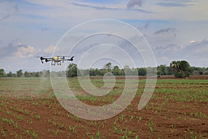Yellow agricultural drone is spraying chemicals on corn plants