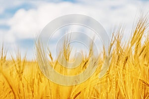 Yellow agriculture field with ripe wheat and blue sky with clouds over it. Field of Ukraine with a harvest.