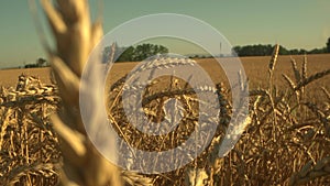 Yellow agriculture wheat field. Beautiful summer landscape of a wheat field. Gold grown wheat seeds in Macro slose up