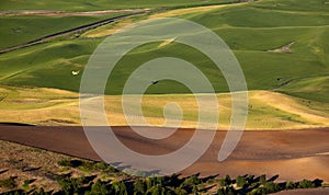 Yellow Airplane Green Wheat Fields Palouse