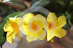 Yellow alamanda flowers that are blooming.