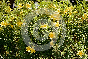 Yellow Alamanda Flowers Allamanda cathartica Blooming in a Tropical Garden