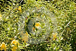 Yellow Alamanda Flowers Allamanda cathartica Blooming in a Tropical Garden