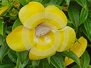 Yellow Alamanda flowers in the garden, is also known as golden trumpet flower, small butterfly inside flower.