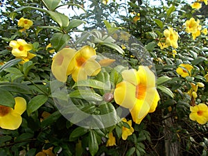 Yellow alamanda flowers at the tree, allamanda