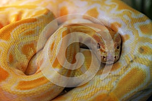 Yellow Albino python, one of the five largest species of snakes in the world