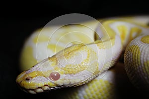 Yellow albino snake at black background