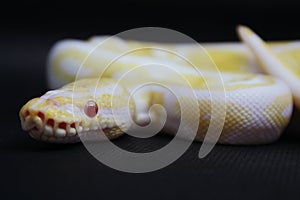 Yellow albino snake on black Background