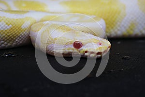 Yellow albino snake on black Background