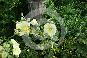 Yellow Alcea rosea blooms in late July. Alcea rosea, the common hollyhock, is an ornamental dicot flowering plant. Berlin, Germany