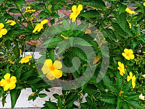 YELLOW ALDER FLOWER IN FULL BLOOM. photo
