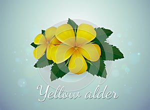 Yellow alder flower