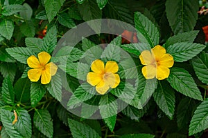 Yellow alder Turnera ulmifolia row of three yellow flowers - Davie, Florida, USA photo