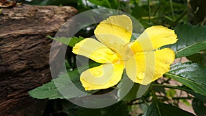 Dew drops on Yellow Alder flower under bright sun light