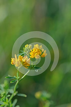 Yellow alfalfa (Medicago falcata).