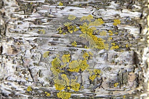Yellow algae growing on peeling tree bark