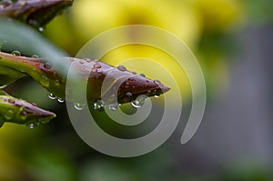 Yellow allamanda Allamanda cathartica flower buds with waterdrops