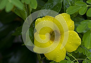 Yellow allamanda Allamanda cathartica flowers with waterdrops