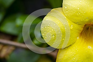 Yellow allamanda Allamanda cathartica flowers with waterdrops