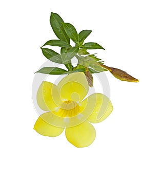 Yellow Allamanda Cathartic flower photo