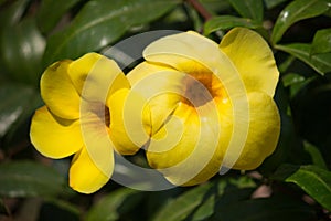 Yellow Allamanda cathartica flower in nature garden