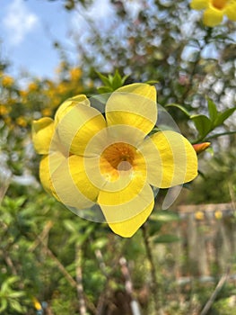 yellow Allamanda cathartica flowers in the garden