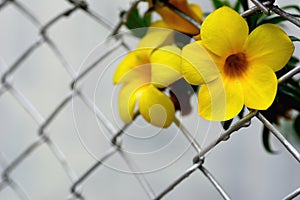 Yellow allamanda cathartica flowers