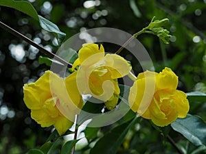 Yellow Allamanda with double layers petals in natural atmosphere.