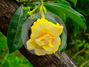 Yellow allamanda flowers