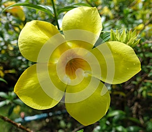 Yellow allamanda flowers