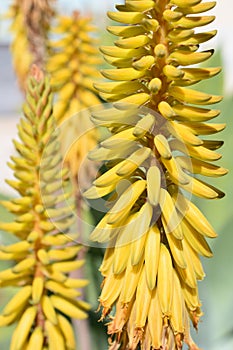 Yellow aloe flower closeup