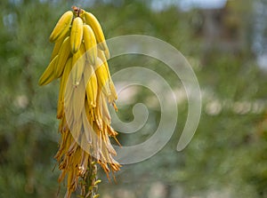 Yellow aloe vera bloom