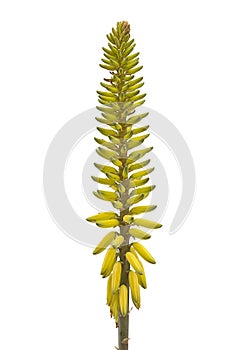 Yellow Aloe Vera Flower Isolated On White