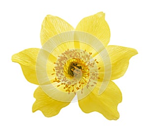 Yellow Alpine pasqueflower