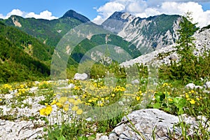 Yellow alpine poppy (Papaver alpinum) flowers