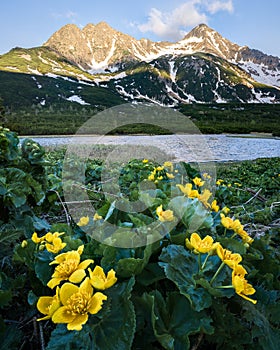 Žluté alpské květy s plesem a horami chytající světlo v pozadí, slovensko, evropa