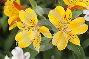 Yellow alstroemeria photo