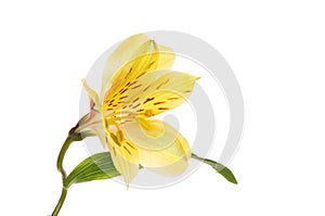 Yellow Alstroemeria flower