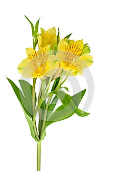 Yellow alstroemeria flower on white background isolated close up, three lily flowers on one branch with green leaves