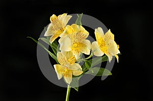 Yellow alstroemeria flowers against black