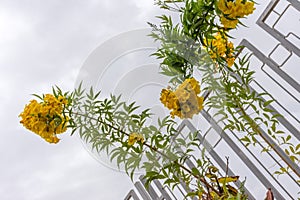 Yellow alyssum flower hanging from its branch beside a fence