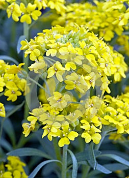 Yellow Alyssum flowers