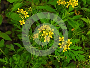 Yellow Alyssum Flowers Closeup Macro with Lush Green Leaves