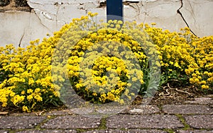 Yellow alyssum growing wild on a sidewalk in front of a house in a German village