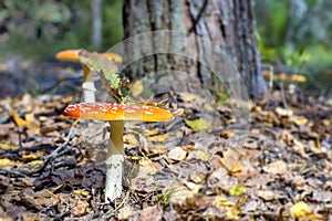 Yellow amanita in forest